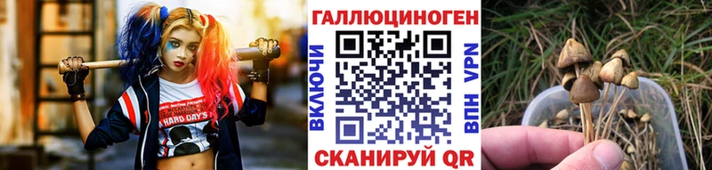 как найти   Холмск  Псилоцибиновые грибы Psilocybine cubensis 